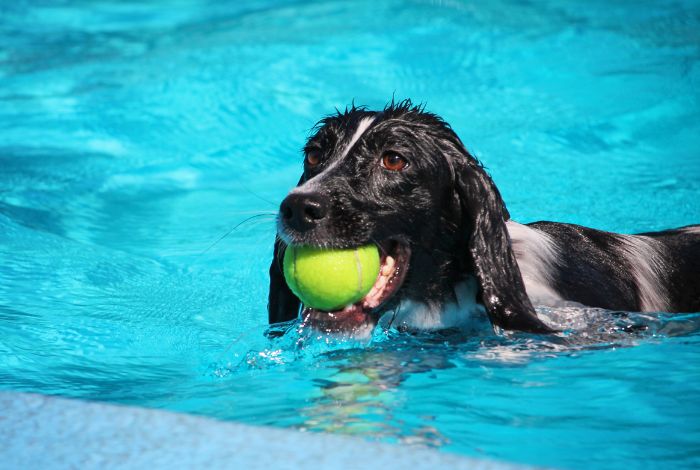 Hippy Pups. Released Energy, Increased Happiness: Activities for Energetic Pets. Energetic pets require an extra commitment to ensure that their energy is channeled in a positive way.