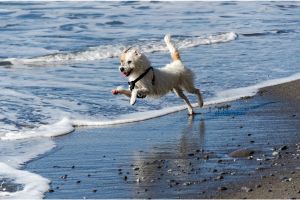 Hippy Pups. Released Energy, Increased Happiness: Activities for Energetic Pets. With dedication and the right activities, your pet will not only release all that accumulated energy, but will also strengthen its mental and physical health.