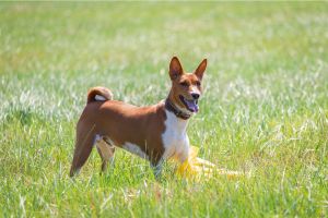 Hippy Pups. Released Energy, Increased Happiness: Activities for Energetic Pets. We believe that with the energy released comes increased happiness. So get out there and enjoy with your energetic companion.