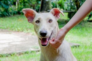 Hippy Pups. Rescuing and Helping Homeless Pets. Every small action counts when it comes to rescuing and helping homeless pets.