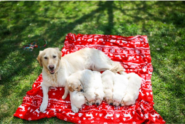 Hippy Pups. Sterilization of Your Dog. Sterilizing your dog is a responsible decision that can benefit both your pet and the community.