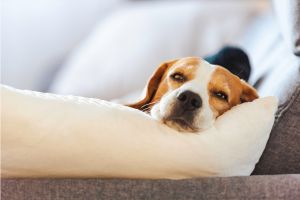 Hippy Pups. The Importance of Good Rest for Your Pet. Ensure you provide them with a comfortable and peaceful space to rest fully.