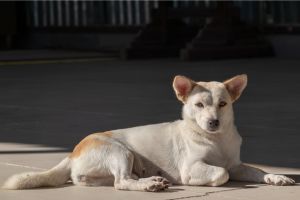 Hippy Pups. The Importance of Good Rest for Your Pet. By caring for their sleep, you will be contributing to a happier and healthier life by their side.