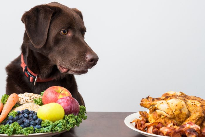 Hippy Pups. The Importance of Knowing Which Foods are Harmful to Dogs. As pet owners, one of our main responsibilities is to ensure the well-being and safety of our beloved dogs.