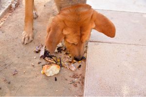 Hippy Pups. The Importance of Knowing Which Foods are Harmful to Dogs. By being informed and vigilant, we can ensure our furry companions lead a healthy and happy life.