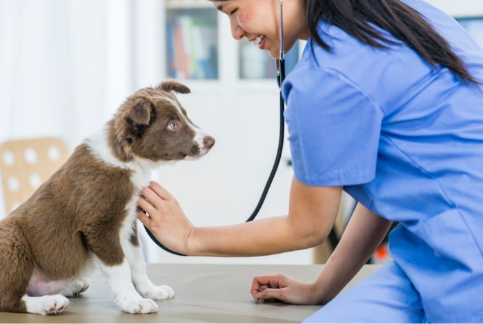 Hippy Pups. The Importance of Taking Your Dog to the Veterinarian for Regular Health Check-ups. Regular health check-ups for your dog are a proactive way to ensure their well-being and happiness.