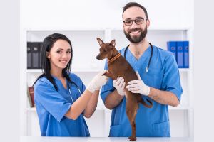 Hippy Pups. The Importance of Taking Your Dog to the Veterinarian for Regular Health Check-ups. These appointments not only catch potential health issues early but also contribute to a strong, trusting relationship between you and your pet. 
