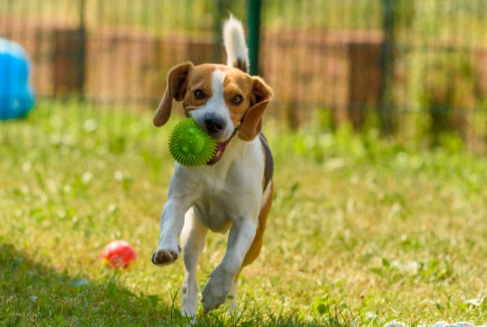 Hippy Pups. The Power of Play: How Our Daily Daycare Keeps Your Pets Happy. Daily daycare is more than a place to leave your pets.