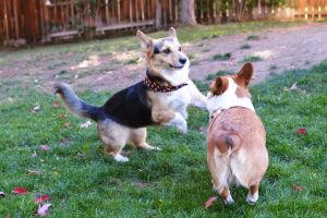 Hippy Pups. The Power of Play: How Our Daily Daycare Keeps Your Pets Happy. The power of play is the power of happiness.
