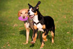 Hippy Pups. The Power of Play: How Our Daily Daycare Keeps Your Pets Happy. It's a space where play is therapy, friendships are formed, and tails never stop wagging.