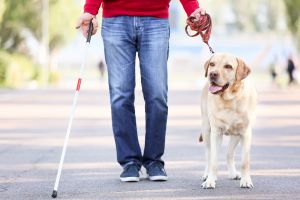 Hippy Pups. Unbreakable Bonds: The Importance of the Human-Animal Relationship. It's crucial always to remember the responsibility that comes with having an animal in our care, granting them all the love, respect, and care they deserve.