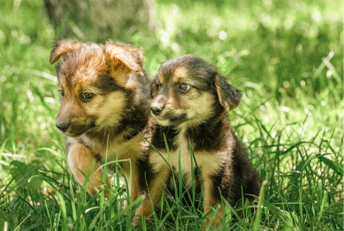 Hippy Pups. Understanding the Needs and Behavior of Your Puppy. Bringing a new puppy into your home is an exciting time, but it also comes with responsibilities.