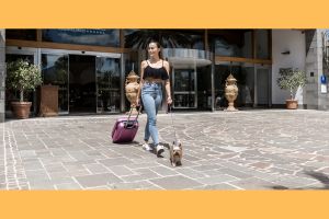  Hippy Pups. Useful Tips When Traveling with Your Dog. With proper planning and these useful tips, you can enjoy a perfect vacation with your furry best friend.