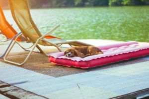 Hippy Pups. Useful Tips When Traveling with Your Dog. we'll provide you with practical tips to make your dog a happy and healthy travel companion.
