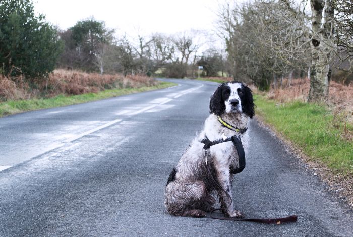 Hippy Pups. What to Do If Your Dog Goes Missing. We'll remind readers of the importance of prevention and swift action, as well as the significance of holding on to hope if their dog goes missing.