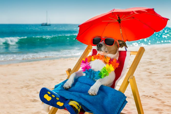 Hippy Pups. Beach Day with Your Furry Friend? Hippy Pups' Complete Guide with Must-Know Tips. A day at the beach with your furry companion can be an incredible experience when you're adequately prepared.