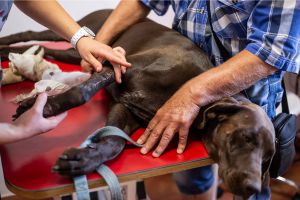 Hippy Pups. Canine Spinal Health: Preventing Injuries in Jumping and Running Games.