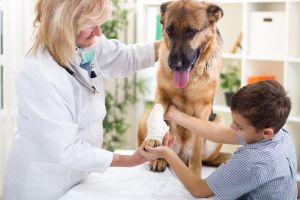Hippy Pups. Canine Spinal Health: Preventing Injuries in Jumping and Running Games. Preventing injuries during jumping and running games is a responsible and loving way to care for your furry companion.