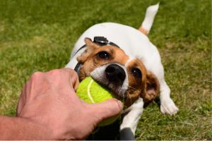 Hippy Pups. Canine Tips: How to Care, Understand, and Communicate with your Furry Companion. we're here to help you strengthen that special bond with your furry companion.