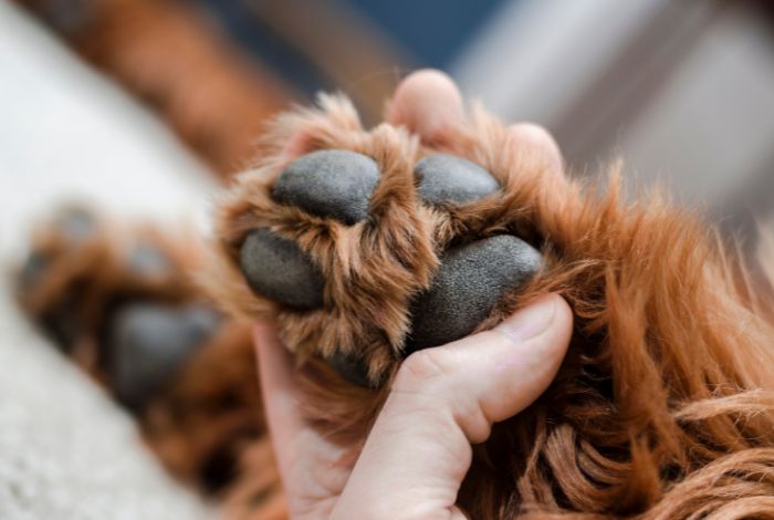 Hippy Pups. Caring for Your Dog's Paws in the Summer Heat. Your dog's paws are vital for their mobility and comfort, so taking proper care of them in the summer is essential.