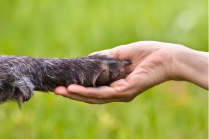 Hippy Pups. Caring for Your Dog's Paws in the Summer Heat. By following these tips, you can ensure your furry friend enjoys a safe and enjoyable summer season.
