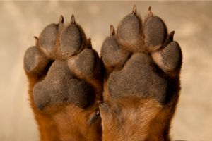 Hippy Pups. Caring for Your Dog's Paws in the Summer Heat. Remember that a little extra attention to their paws goes a long way in keeping them healthy and happy.