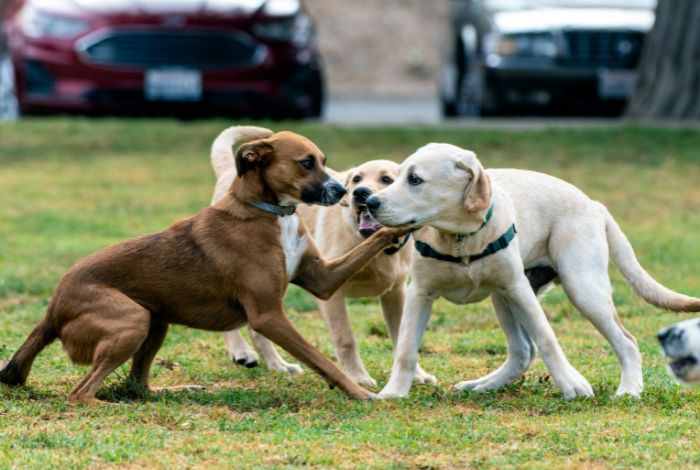 Hippy Pups. Dog Socialization: Why Your Dog Needs Friends Just As Much As You Do. Socialization is crucial for both humans and dogs.