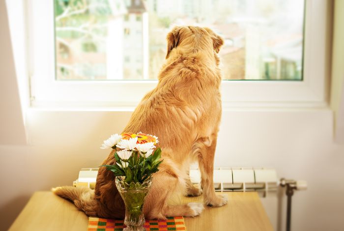 Hippy Pups. How to Know if Your Pet Needs to Go to Daycare. Identifying whether your pet needs daily daycare is the first step in improving both their quality of life and yours.