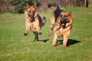 Hippy Pups. How to Know if Your Pet Needs to Go to Daycare. We believe every pet deserves the best care possible.