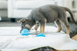 Hippy Pups. How to Prepare Your Home for a New Pet: A Welcome Guide. This is an exciting time, but it also requires some preparation.