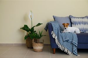 Hippy Pups. Is Your Dog Home Alone All Day? Hippy Pups Offers Daily Care Services.
