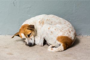 Hippy Pups. Tails of Triumph: How Pet Rescue Changes Lives. We are committed to making each story a tale with a happy ending.