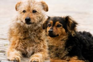 Hippy Pups. Tails of Triumph: How Pet Rescue Changes Lives. For those who love animals, the idea of rescuing a pet is not just an act of compassion but a chance to change lives