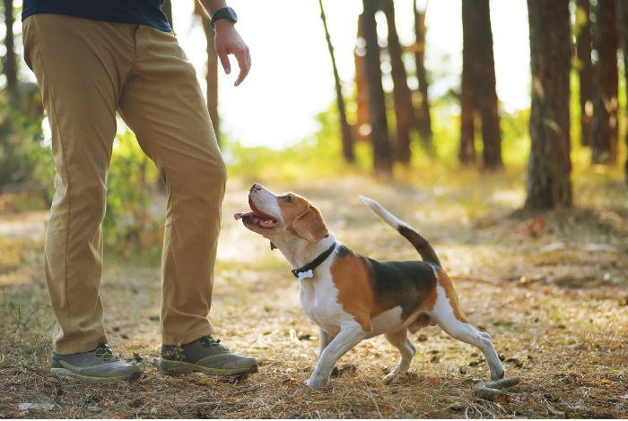 Hippy Pups. The Importance of Daily Walks: How They Benefit Your Pet's Mental Health. Ensure these walks are a positive experience for both of you.