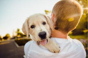 Hippy Pups. Want a Pet? It's Not a Game, It's a Lifelong Commitment to a Happy Home.  It's not a game; it's a profound and rewarding responsibility that will fill your life with love and happiness.