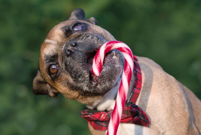 Hippy Pups. Why You Shouldn't Give Your Dog Sweets, Rice, or Flour. Giving sweets, rice or flour to your dog may seem like a loving gesture, but in reality, it can endanger her health.