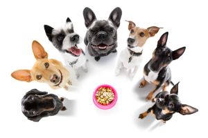 Hippy Pups. Why You Shouldn't Give Your Dog Sweets, Rice, or Flour. Remember that it is always advisable to consult a veterinarian or pet nutritionist to ensure that your dog receives the best diet possible.