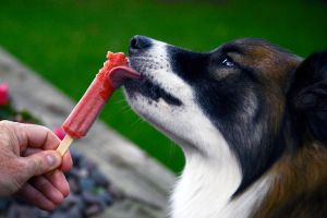 Hippy Pups. Why You Shouldn't Give Your Dog Sweets, Rice, or Flour. Your furry companion will thank you with a long and healthy life.