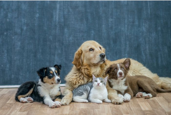 Hippy Pups. Responsible Adoption: Your Guide to Giving a Home to a Pet in Need. Giving a home to an adopted pet is not just an act of love but a lifelong commitment to the animal.