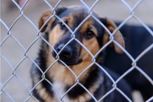 Hippy Pups. Responsible Adoption: Your Guide to Giving a Home to a Pet in Need. Ensure you’re well-informed and committed to your new pet's well-being.
