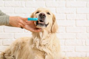 Hippy Pups. Canine Health: Tips for Your Furry Companion's Well-Being. That every dog is unique, so tailor your care to their individual needs
