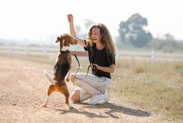 Hippy Pups. Creating a Harmonious Home with Your Canine Companion. Dog training is not only beneficial for coexistence, but it also enriches the relationship between you and your pet.