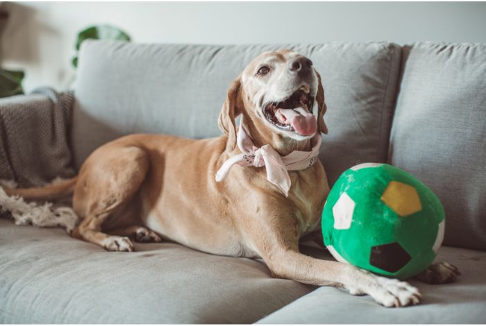 Hippy Pups. Creating the Ideal Space for Your Pet in Your Home: Design Tips. Designing a pet-friendly space in your home is all about creating a harmonious environment where your pets can thrive, and you can enjoy the company of your four-legged family members