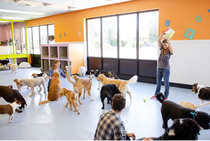 Hippy Pups. Daily Pet Daycare: Your Furry Companion Deserves the Best. Daily pet daycare is much more than a service; it's an investment in the happiness and well-being of your furry companion.