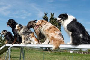 Hippy Pups. Daily Pet Daycare: Your Furry Companion Deserves the Best. By choosing the best daycare for your pet, you are providing them with a richer and more balanced life.