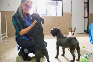Hippy Pups. Daily Pet Daycare: Your Furry Companion Deserves the Best. It offers companionship, exercise, socialization, and professional supervision, all in a safe and structured environment.