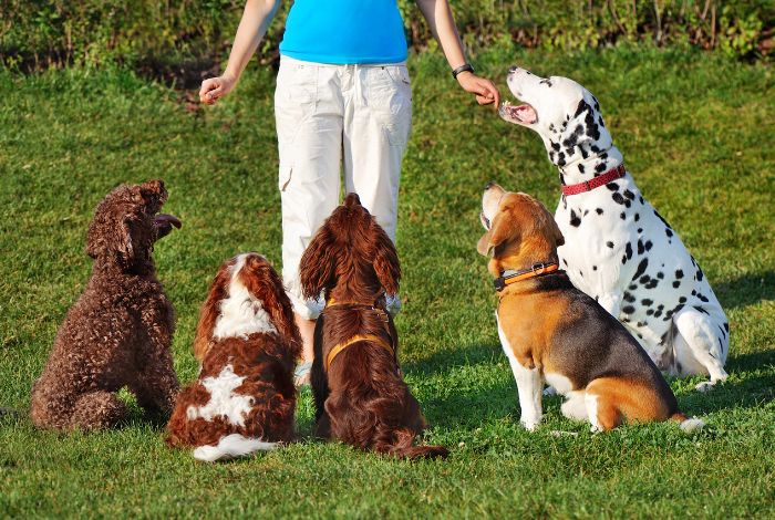 Hippy Pups. Happy Pets, Happy Owners: The Benefits of Dog Training. Dog training is a valuable investment in the happiness and well-being of both your pets and yourself.