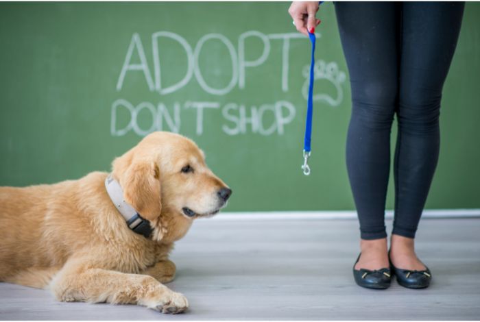 Hippy Pups. How to Adopt Your New Best Friend: A Guide to Responsible Adoption. Pet adoption is a rewarding experience that provides you with a loyal companion for life.