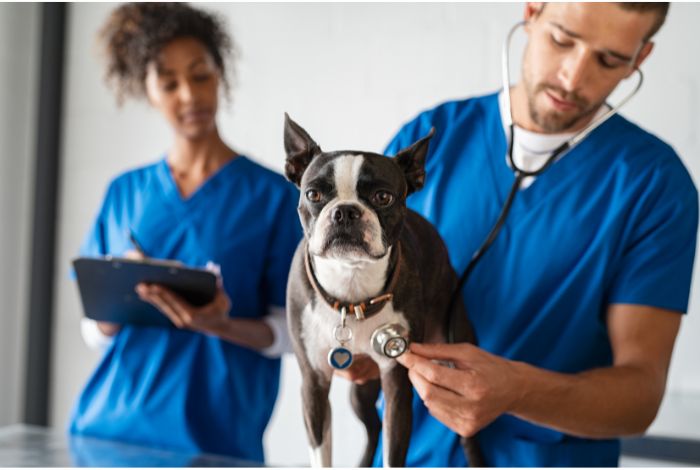 Hippy Pups. Keeping Your Furry Friends Happy and Healthy. Caring for pets at home is a rewarding task that requires attention and love.