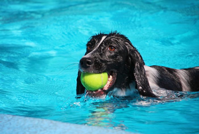 Hippy Pups. Precautions to Consider If You Have a Dog and a Pool at Home. Every dog is unique, so adapt these precautions to your dog's size, breed, and swimming abilities.